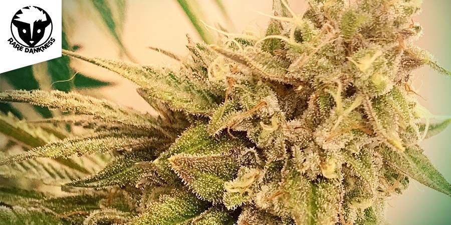 Scott's OG (Rare Dankness)