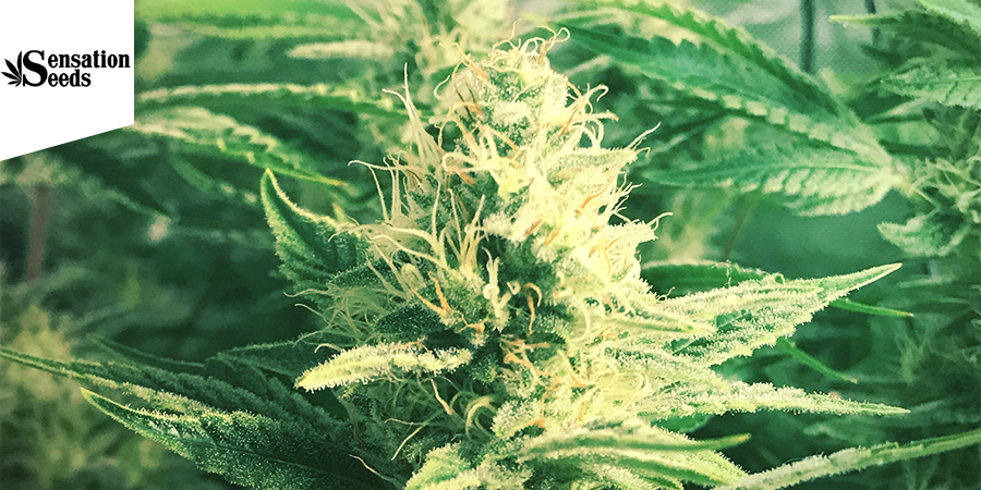 White Widow (Sensation Seeds) feminizovan&aacute;