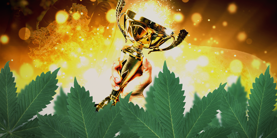 Jsou Sensi Seeds dobr&aacute; volba?