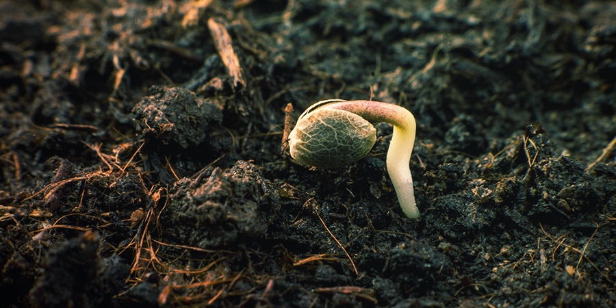 Jak kl&iacute;čit semena Sensi?