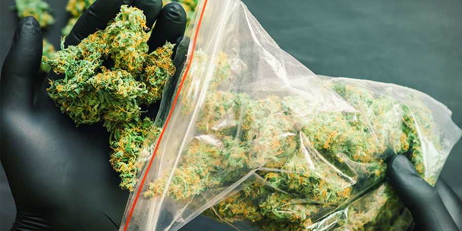 Jak&eacute; odrůdy konop&iacute; od Sensi Seeds maj&iacute; nejvy&scaron;&scaron;&iacute; v&yacute;nos?