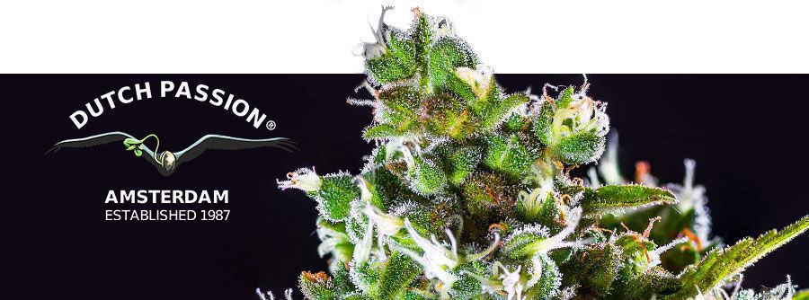 Informace o Dutch Passion