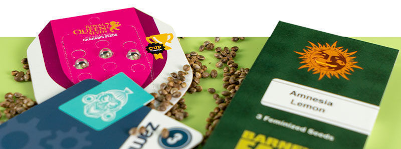 About Amnesia Strains