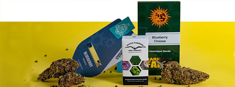 O odrůd&aacute;ch Blueberry