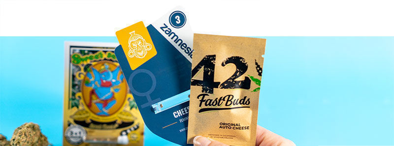 O odrůd&aacute;ch Cheese