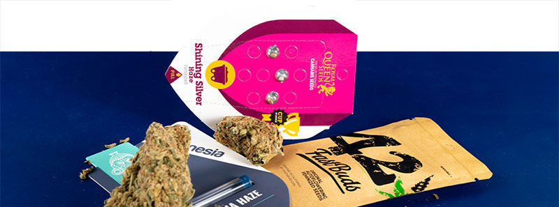 O odrůd&aacute;ch Haze