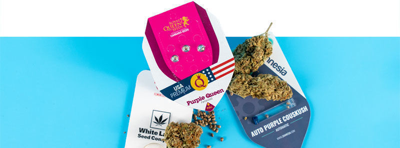 O odrůd&aacute;ch Purple