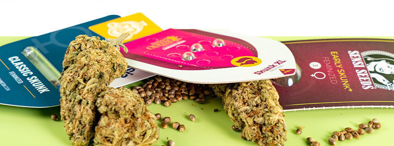 O odrůd&aacute;ch Skunk