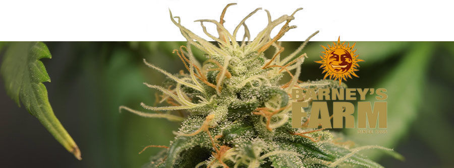 Informace Barney's Farm