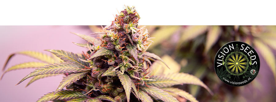 Informace o Vision Seeds