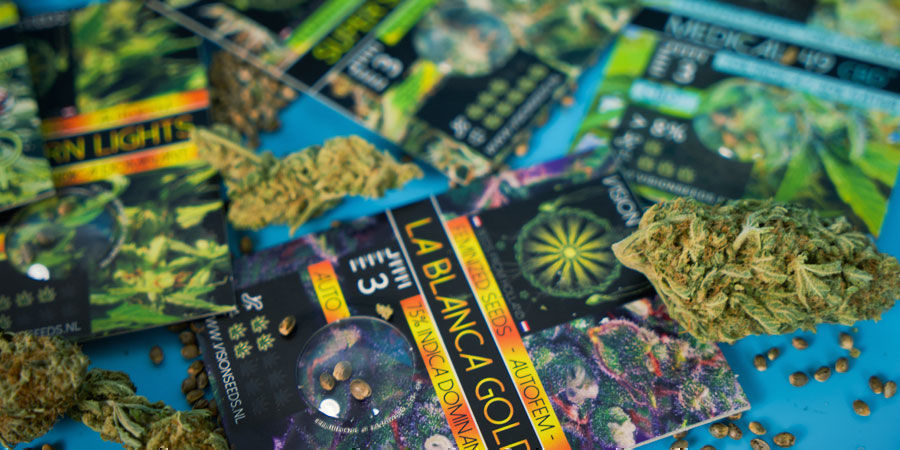 Nejobl&iacute;beněj&scaron;&iacute; semena konop&iacute; od Vision Seeds