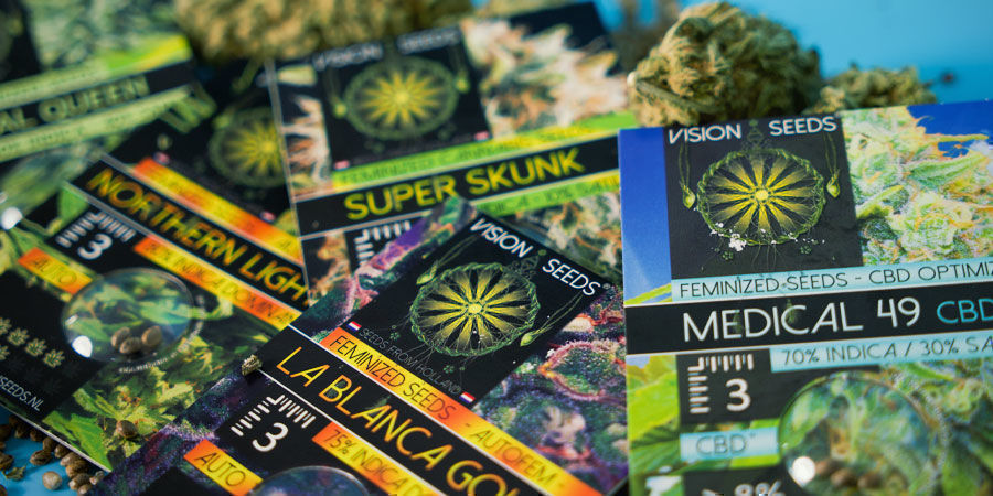 Vision Seeds: K dispozici pouze jako feminizovan&aacute; semena