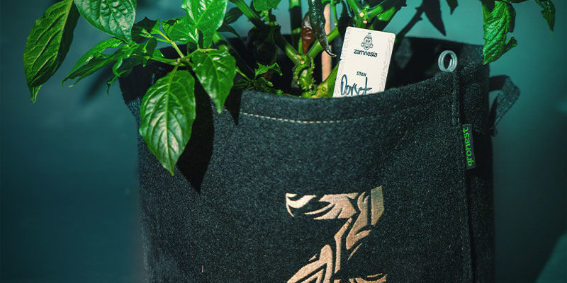 Pěstov&aacute;n&iacute; chilli papriček &ndash; pl&aacute;nov&aacute;n&iacute; pěstov&aacute;n&iacute;