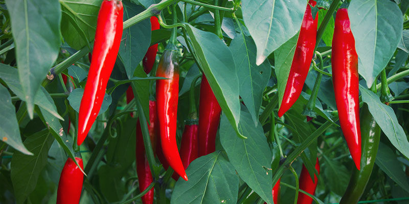 Pěstov&aacute;n&iacute; chilli papriček &ndash; kdy skl&iacute;zet chilli?