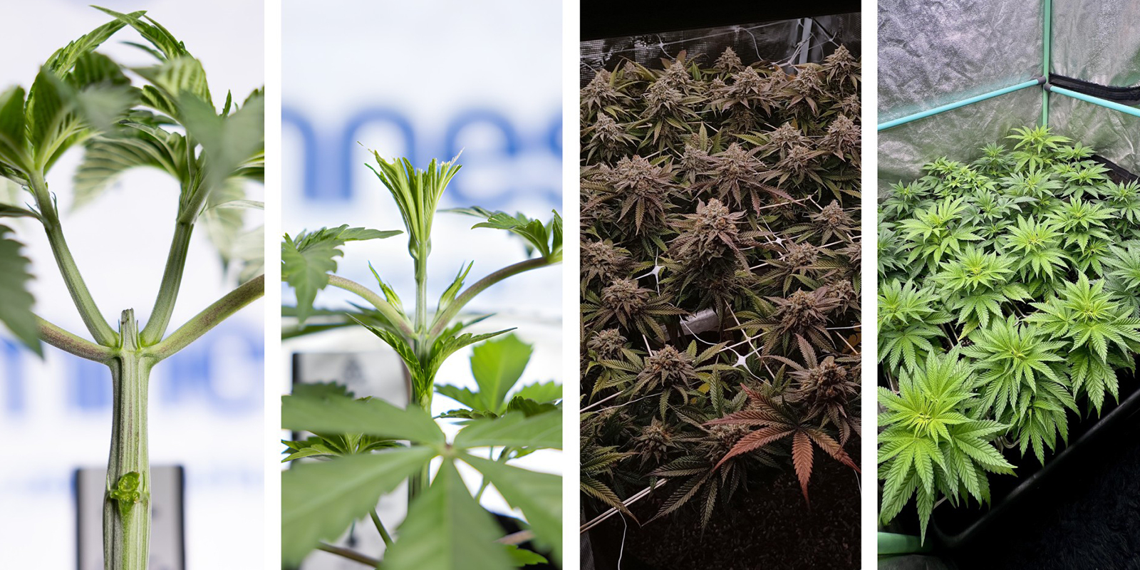 Alternativy k LST u samonakv&eacute;tac&iacute;ch odrůd