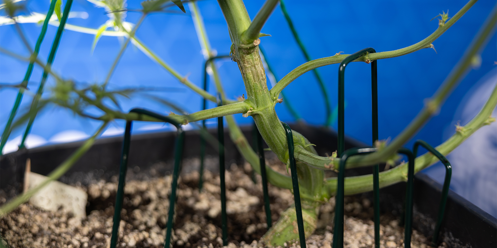 Je LST vhodn&eacute; pro samonakv&eacute;tac&iacute; odrůdy?