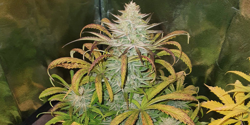 Nespr&aacute;vn&eacute; osvětlen&iacute;