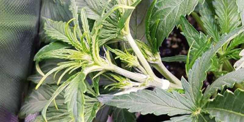 Stress způsoben&yacute; n&aacute;hodn&yacute;m po&scaron;kozen&iacute;m