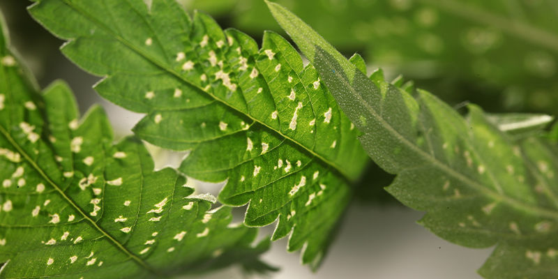 Stres způsoben&yacute; &scaron;kůdci nebo chorobami