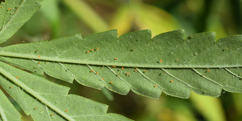 Co jsou svilu&scaron;ky?