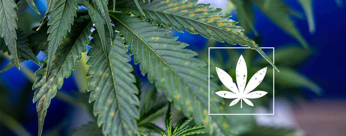 Hněd&eacute; skvrny na listech konop&iacute;: Průvodce rozpozn&aacute;n&iacute;m