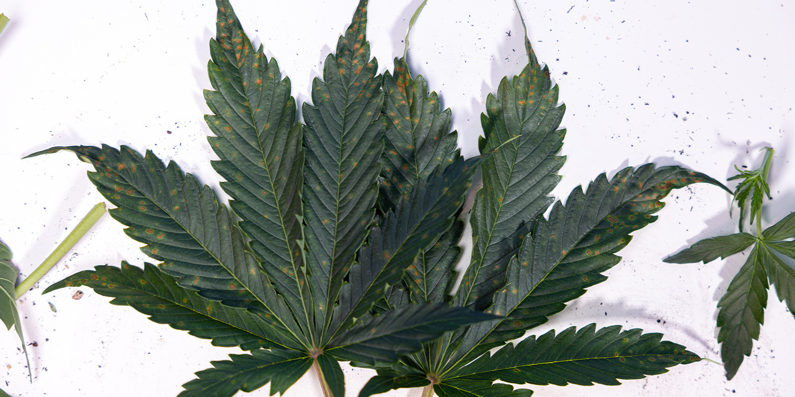 Př&iacute;činy hněd&yacute;ch skvrn na listech konop&iacute;