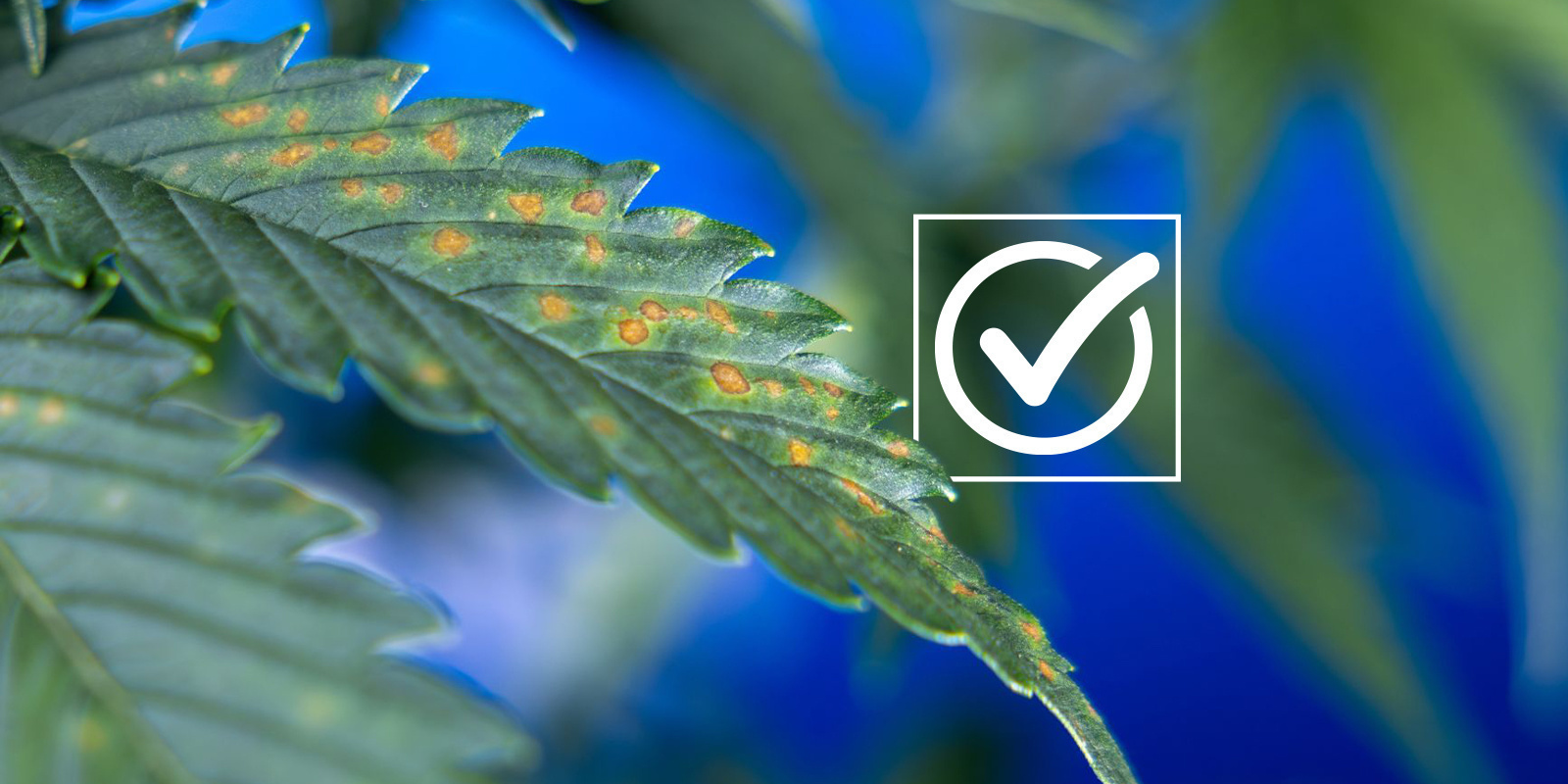 Diagnostic checklist