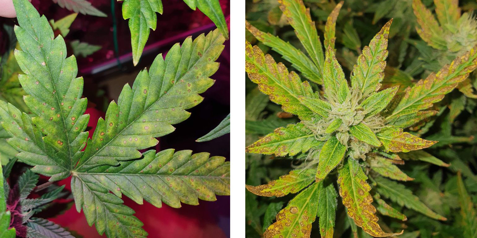 Fan leaves vs sugar leaves