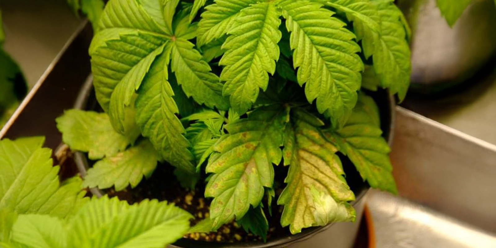 Přemokřen&iacute; a probl&eacute;my s kořeny