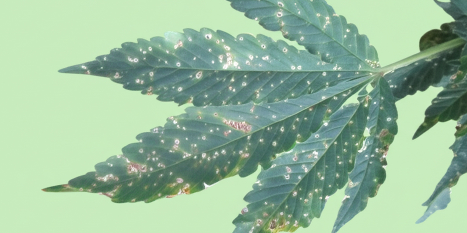 &Scaron;kůdci a houbov&eacute; infekce