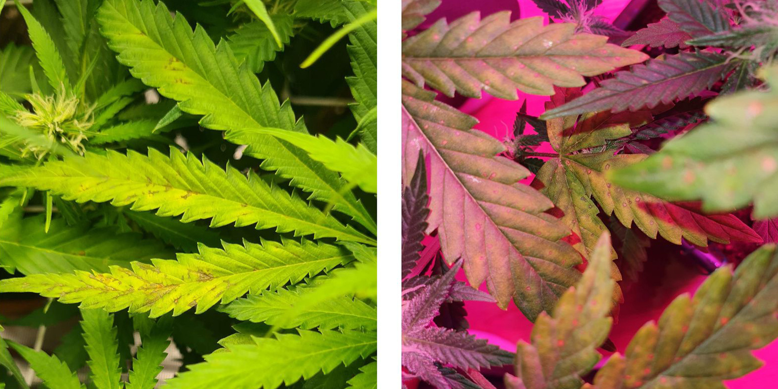 Horn&iacute; vs doln&iacute; př&iacute;znaky na rostlině