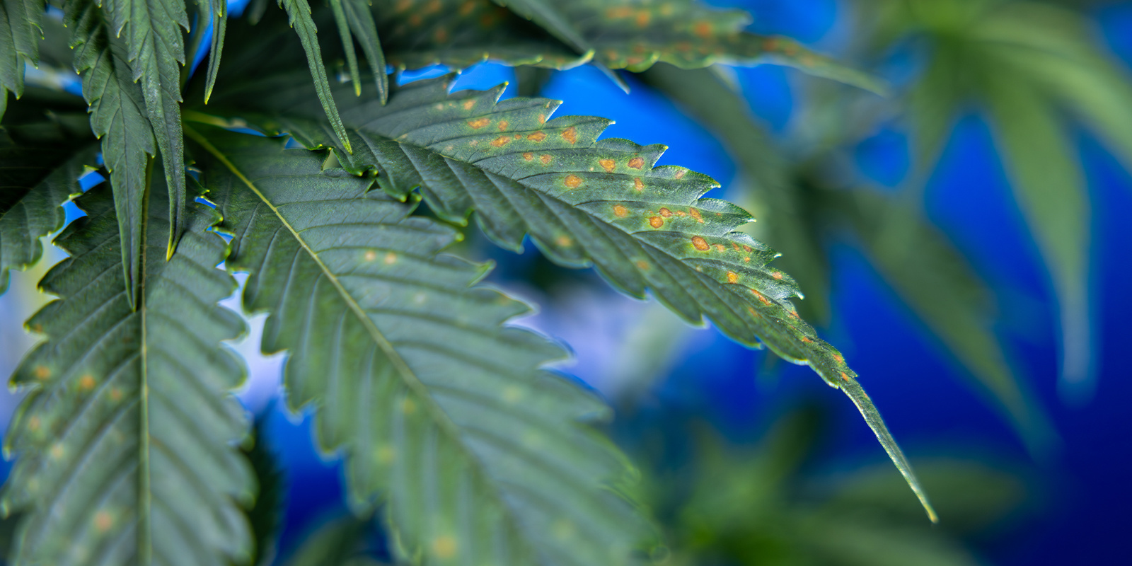 Co znamenaj&iacute; hněd&eacute; skvrny na konop&iacute;?