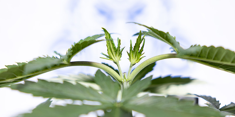 Can you top autoflowers?