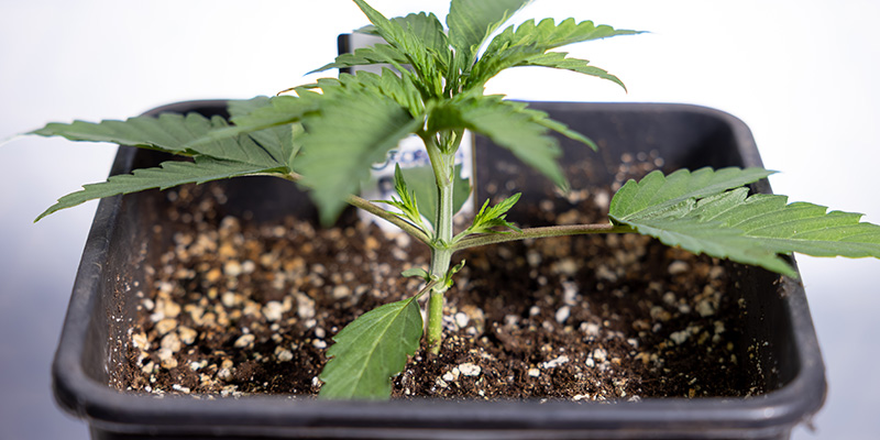 When to top autoflowers