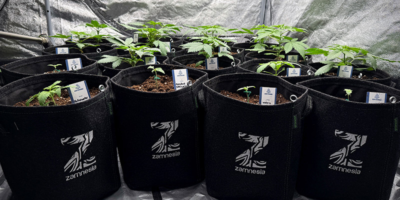 Vyberte spr&aacute;vn&yacute; květin&aacute;č