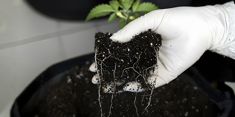 Čast&eacute; chyby při přesazov&aacute;n&iacute;, kter&yacute;m je lep&scaron;&iacute; se vyhnout