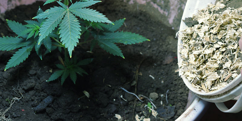 Jak zlep&scaron;it kvalitu sv&eacute; půdy