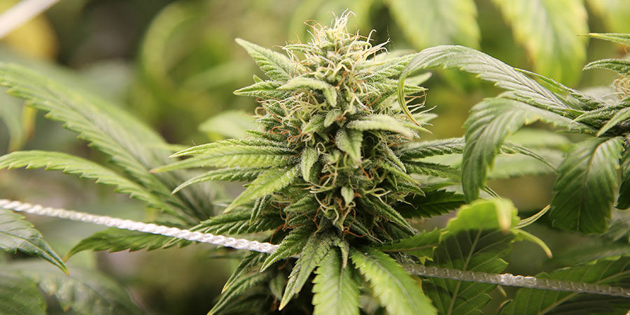 Techniky tr&eacute;ninku