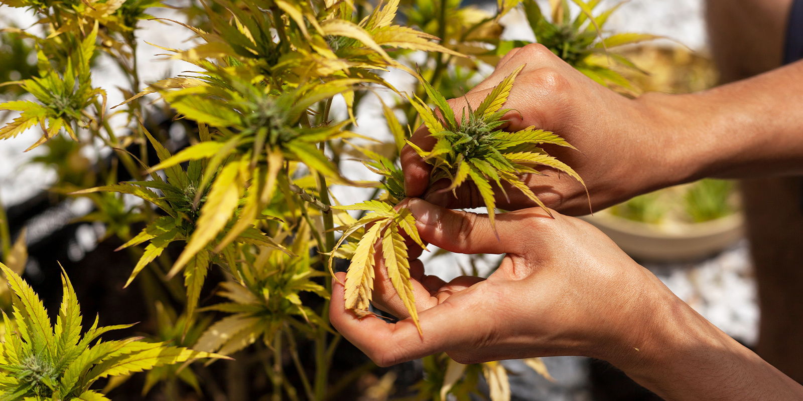 Prevence žloutnut&iacute; listů konop&iacute;