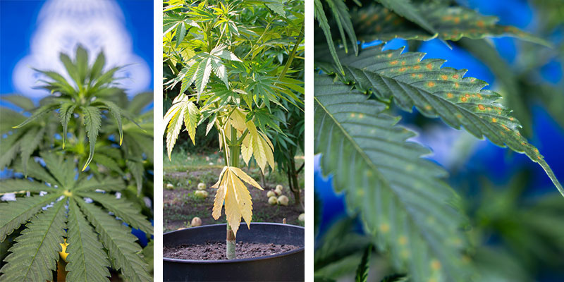 Jak rozeznat př&iacute;znaky žloutnut&iacute; podle oblasti