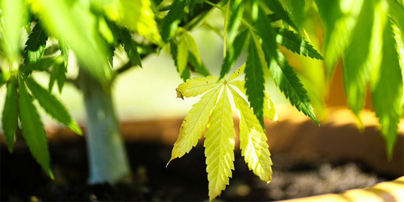 Kdy jsou žlut&eacute; listy norm&aacute;ln&iacute;?