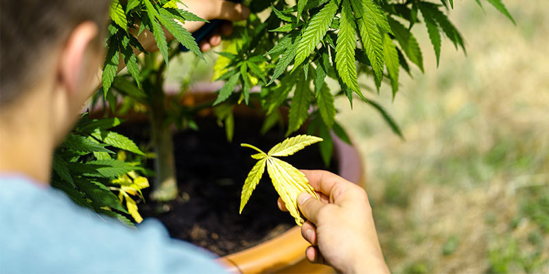 Žlut&eacute; listy? Zvl&aacute;dnete to