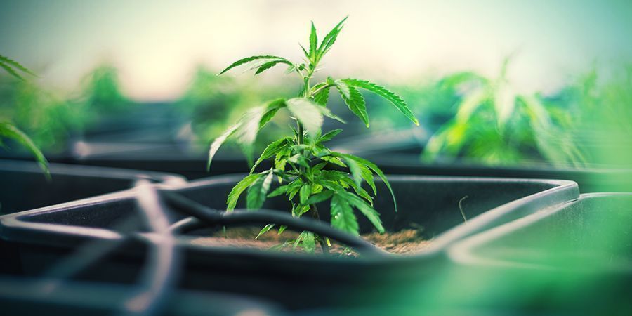 Plastov&eacute; květin&aacute;če na konop&iacute;