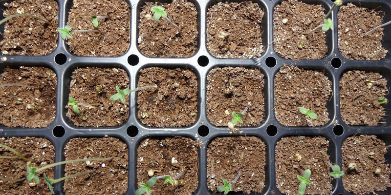 Keep The Conditions Within Your Propagator Consistent Until Each Of Your Seedlings Is 2&ndash;3cm Tall