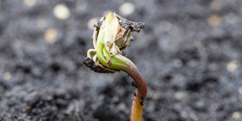 It Should Take 1&ndash;8 Days (Up To 20) Before You See A Seedling Sprout Through The Soil