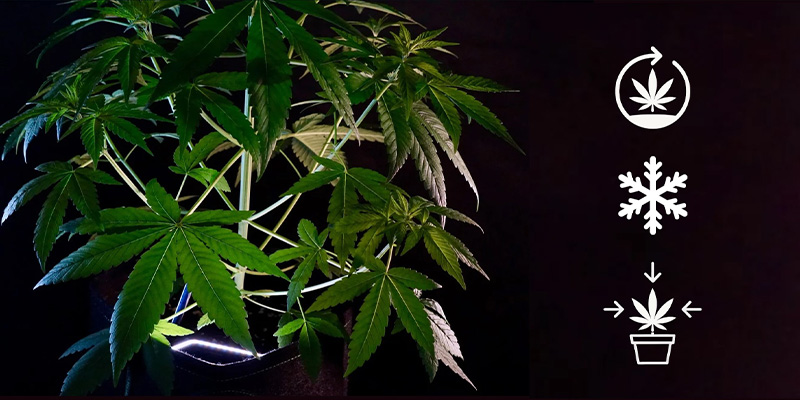 Pěstitelsk&eacute; vlastnosti indiky