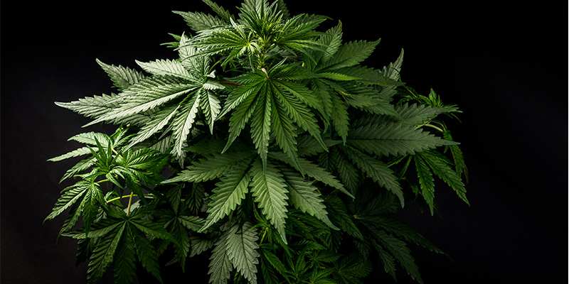 Jak rozpoznat indikov&eacute; konop&iacute;