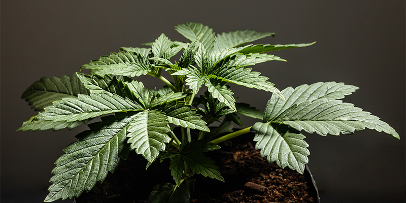 Is Cannabis indica right for you?