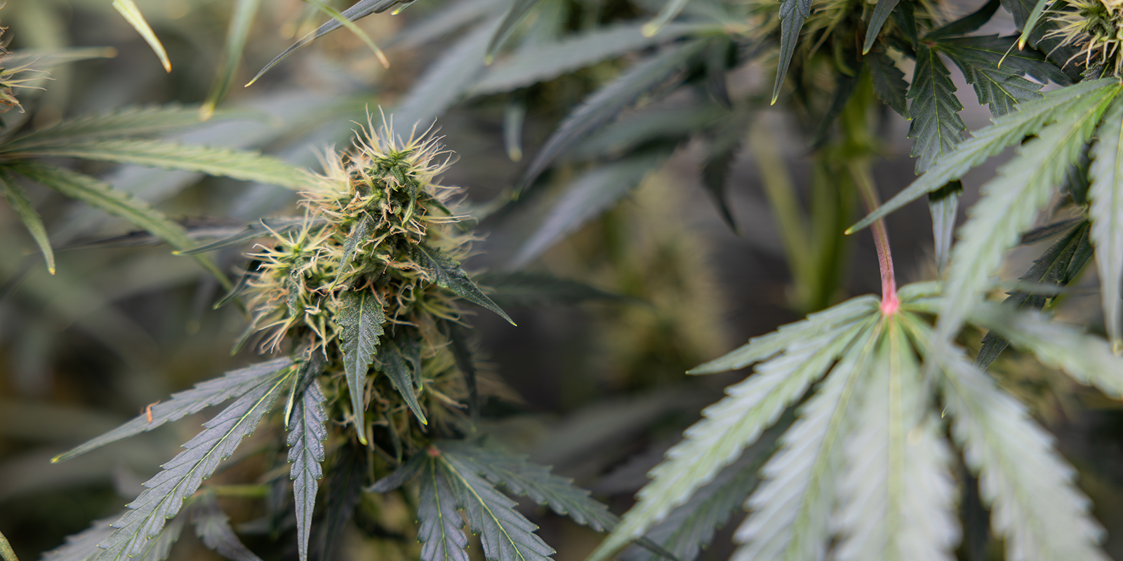 Cannabis sativa: Modern&iacute; pohled