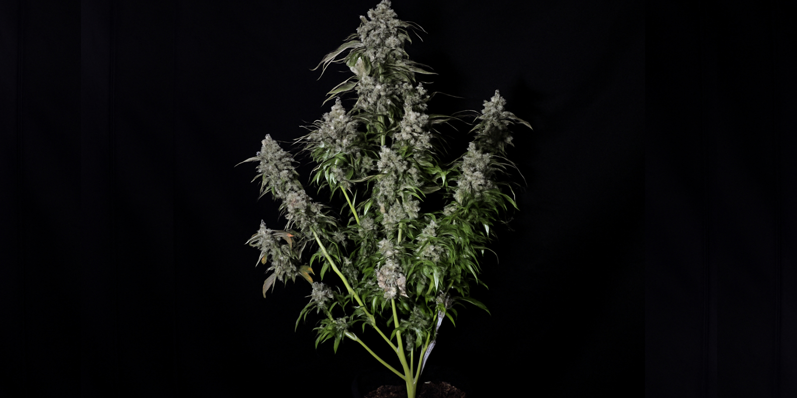 Jak rozpoznat rostlinu sativy